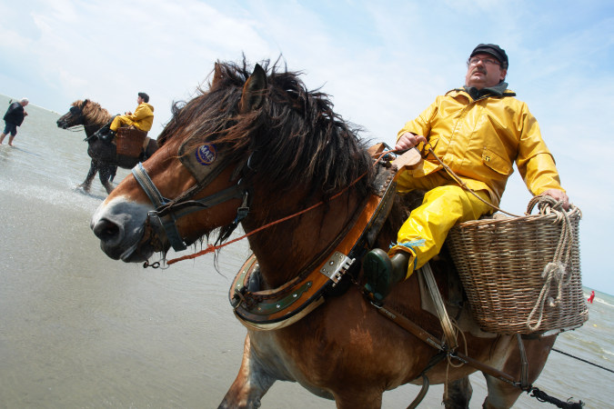 Vakantiecentrum Reigersnest - image HR