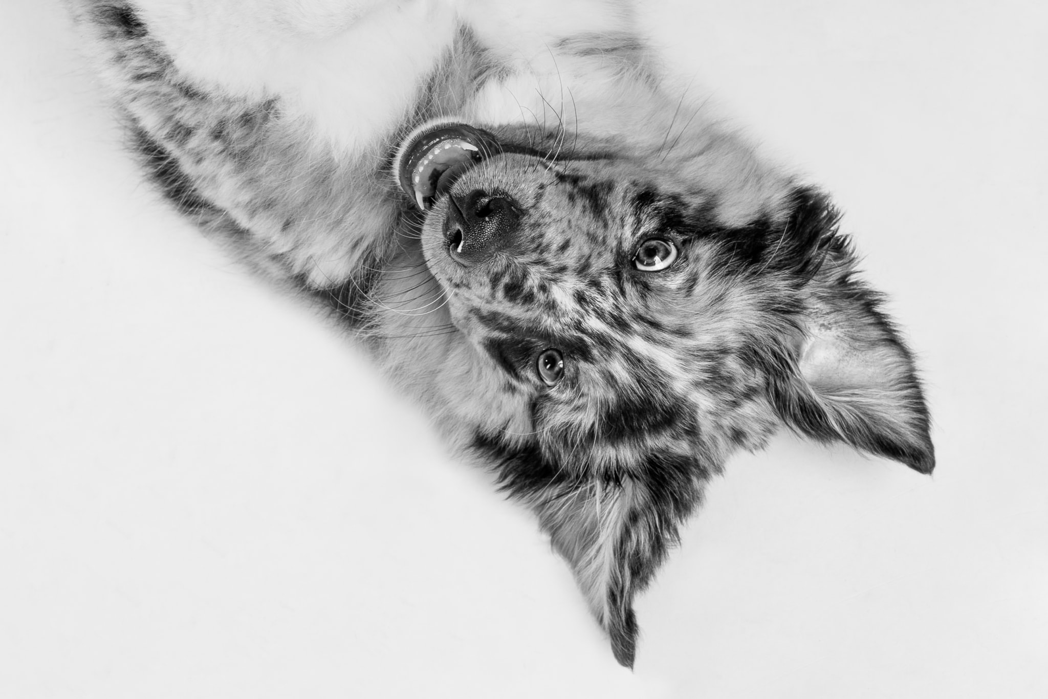 Travailler comme stagiaire, étudiant ou jeune diplômé chez Dedicated 