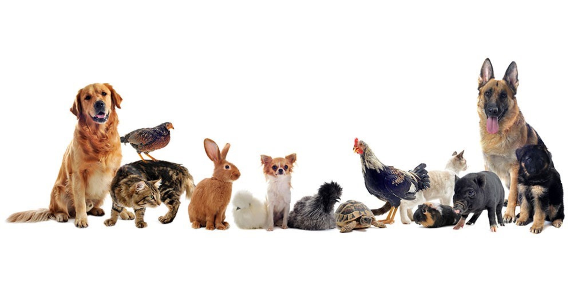 Working as an intern, student or young graduate at Medini