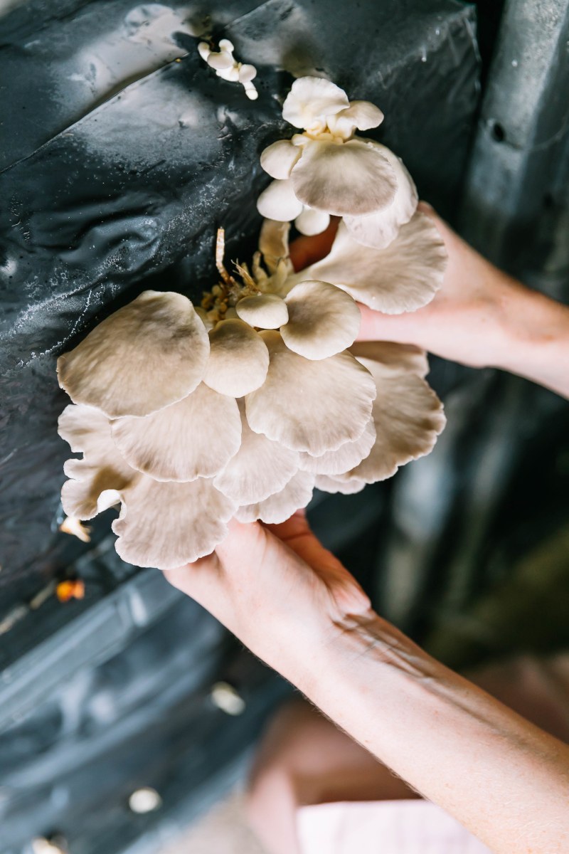 🍄 Visual Storyteller met ambitie om Brand Manager te worden - premier emploi chez BonMush