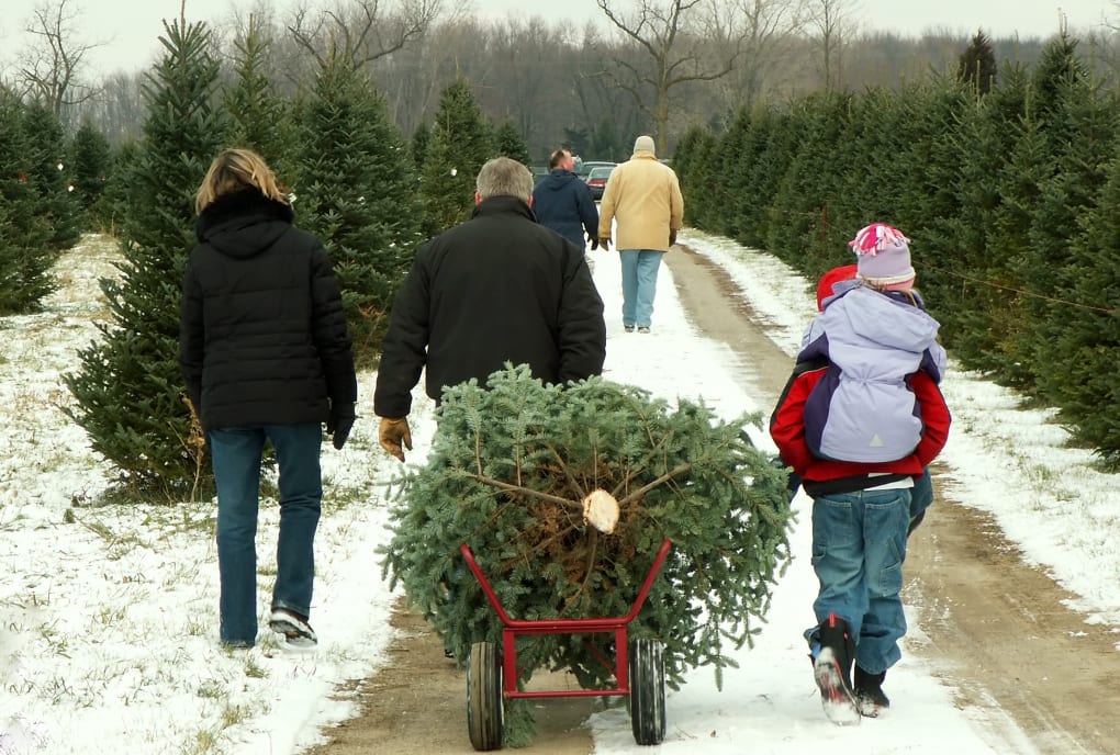 Familie hugger juletre