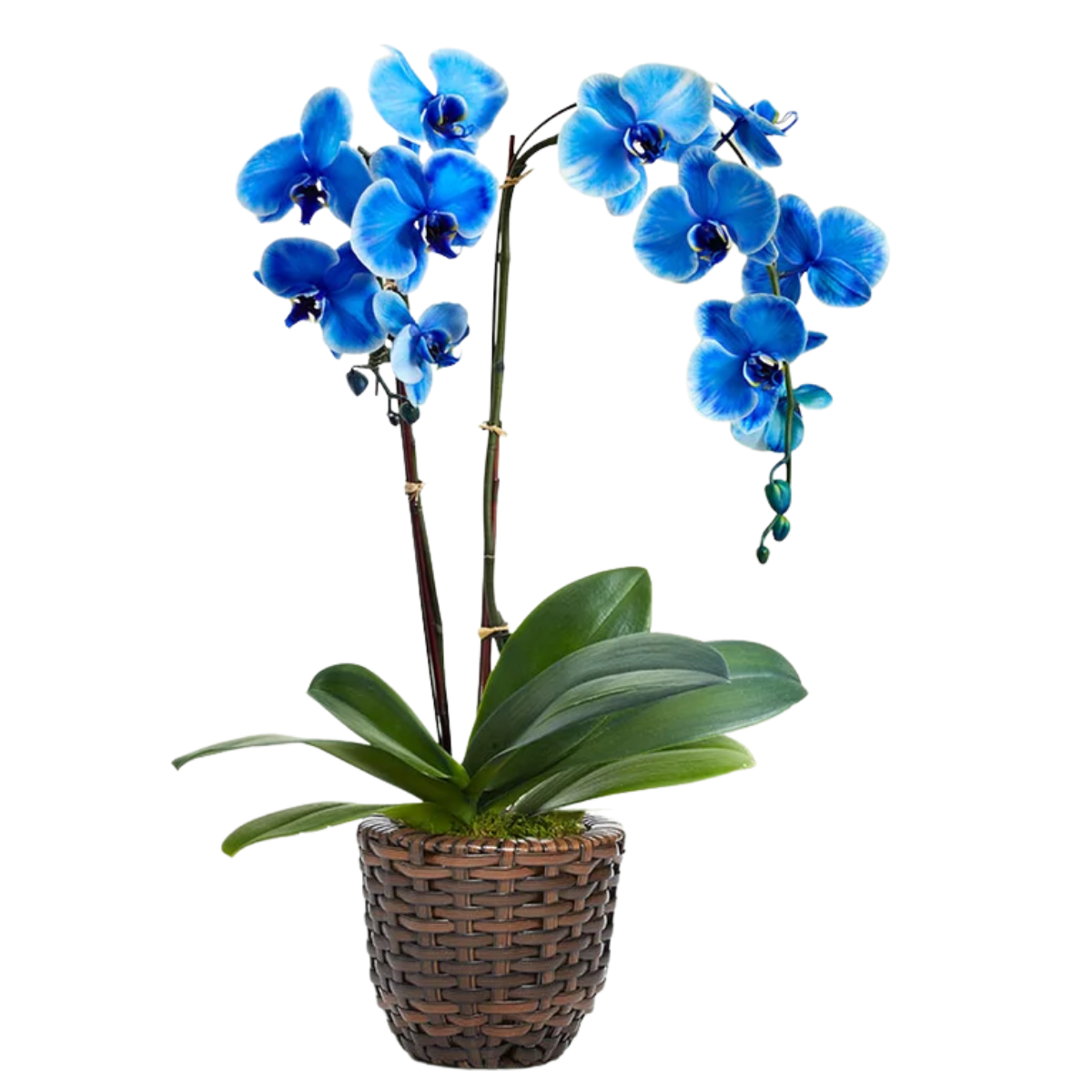 Orquídea azul na Flores Panamby