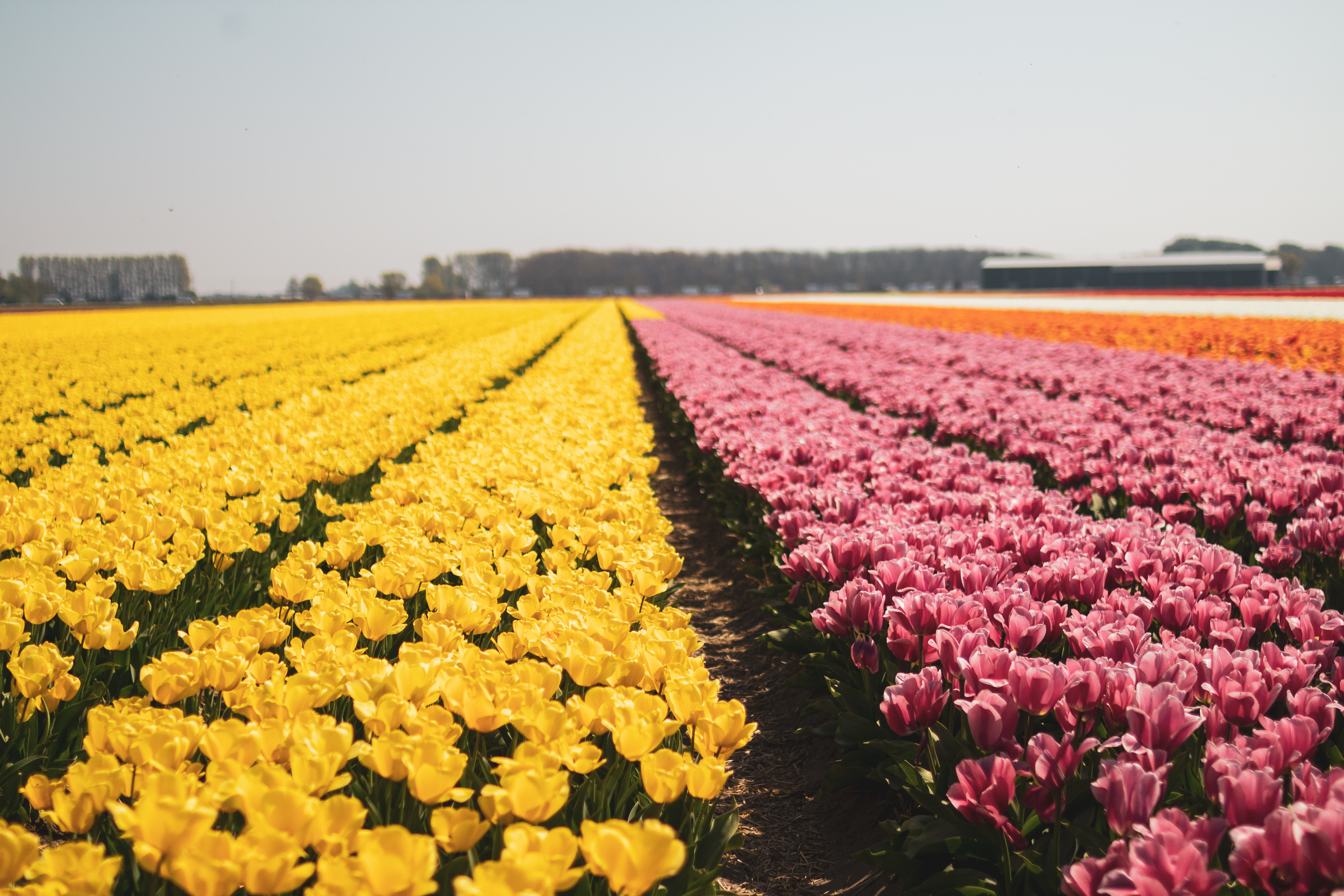 Les Tulipes aux Pays-Bas - À deux c'est mieux