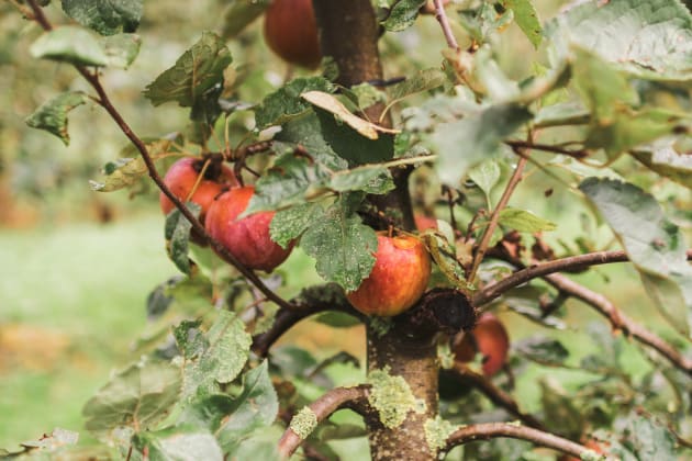 Fruittuin Van West