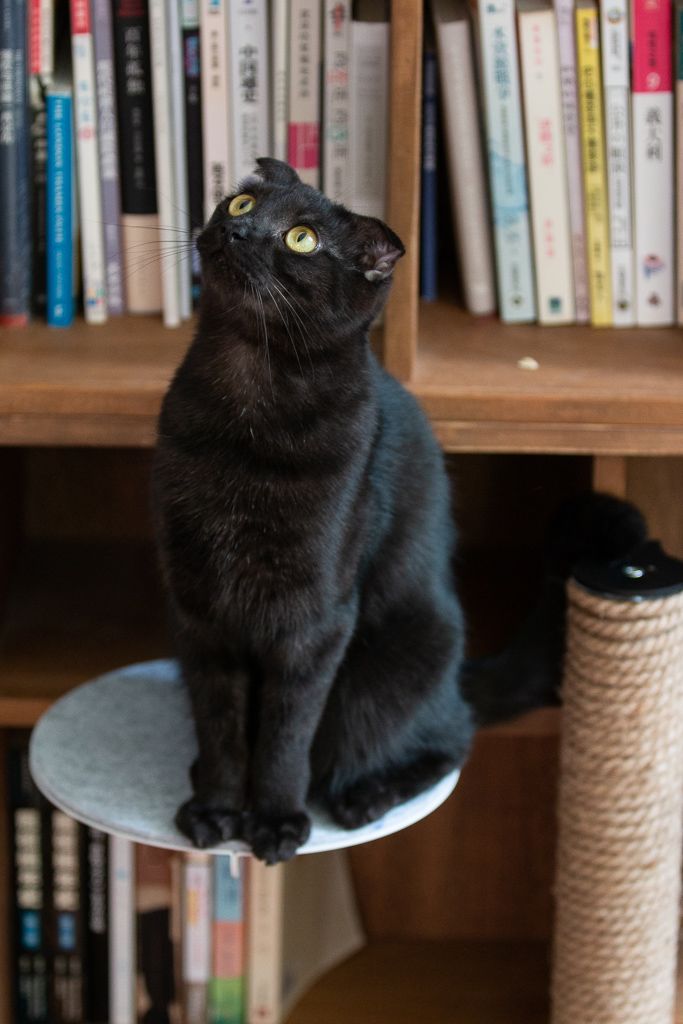 A cat jumps onto a handcrafted shelf-mounted platform, Catssup.