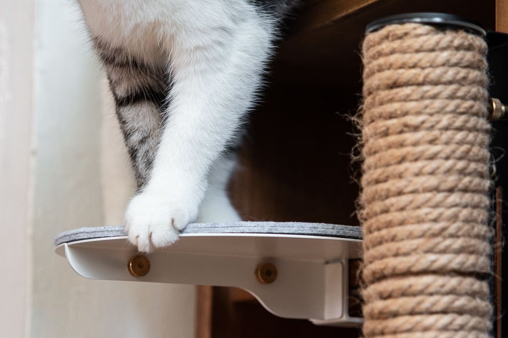 Catssup