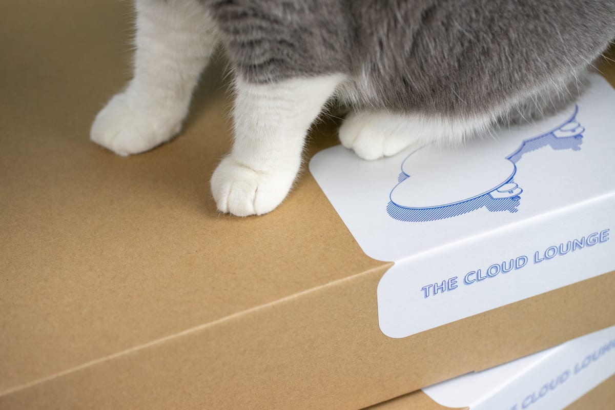 Catssup