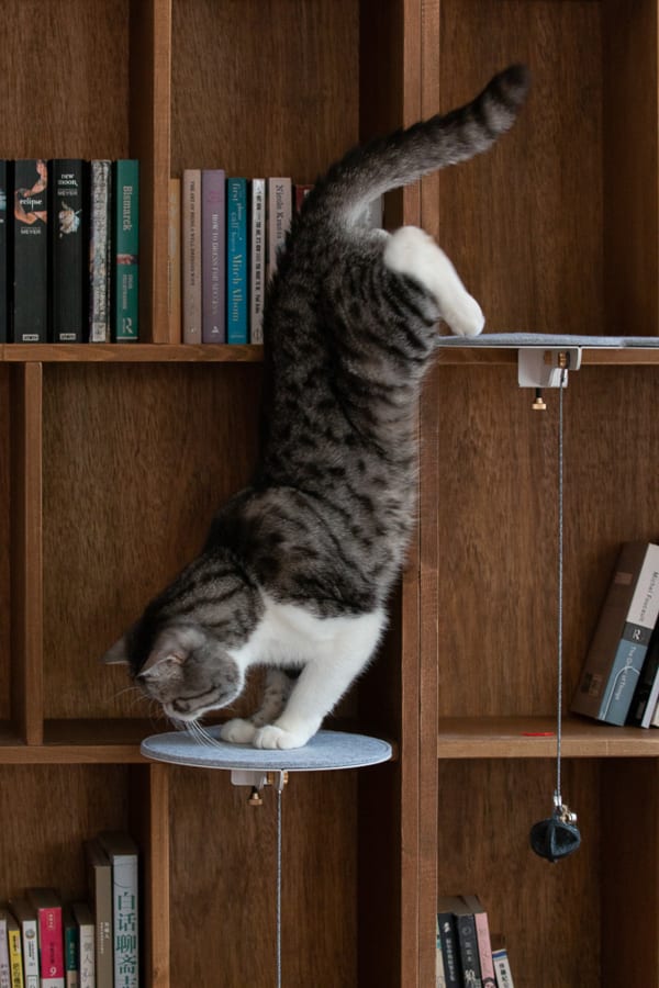 Catssup