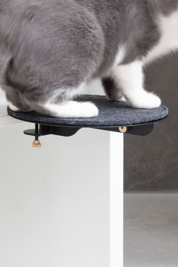 Catssup
