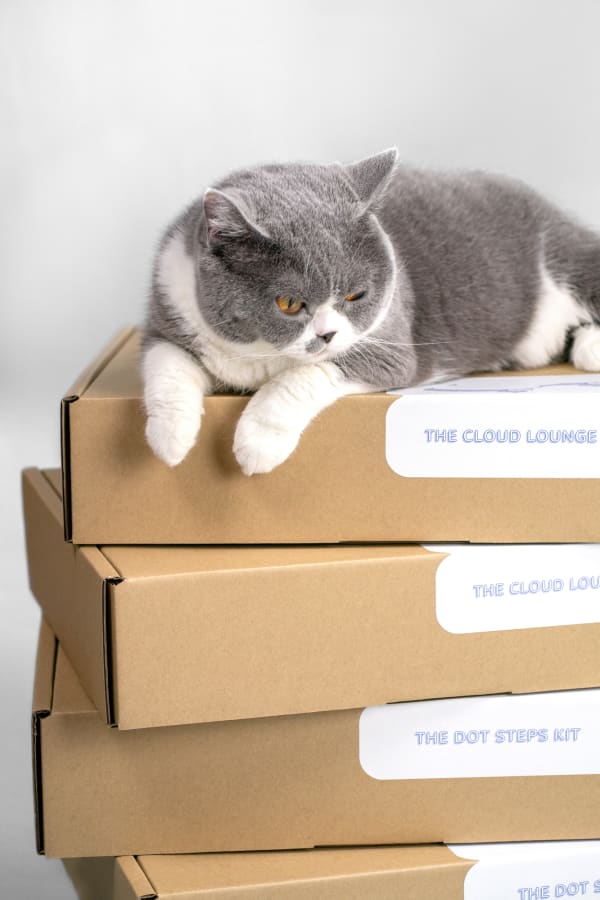 Catssup