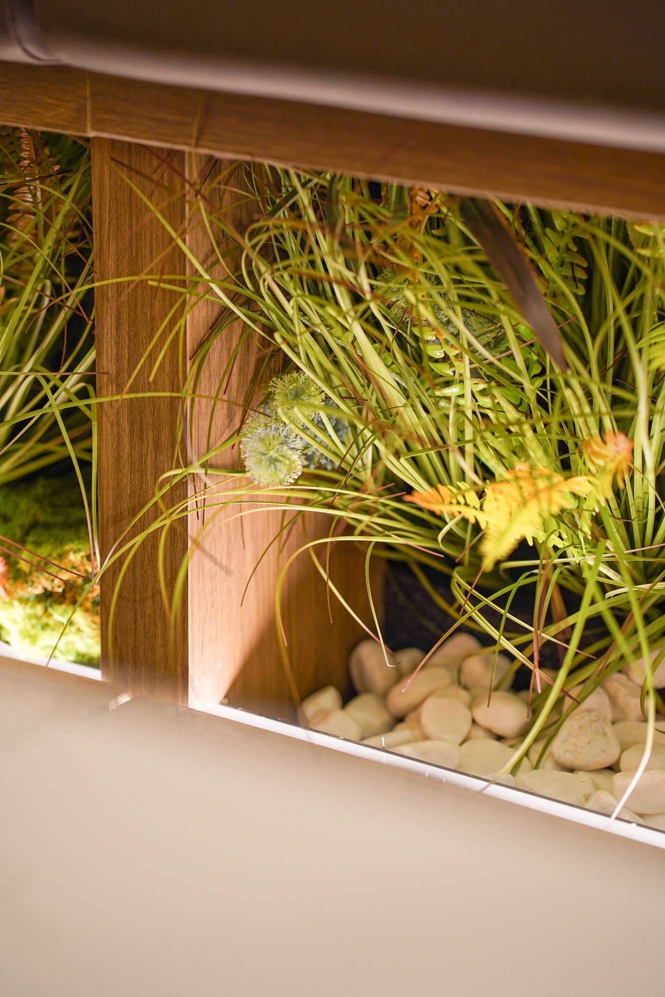 Tera the wai Pancake house plants green close up