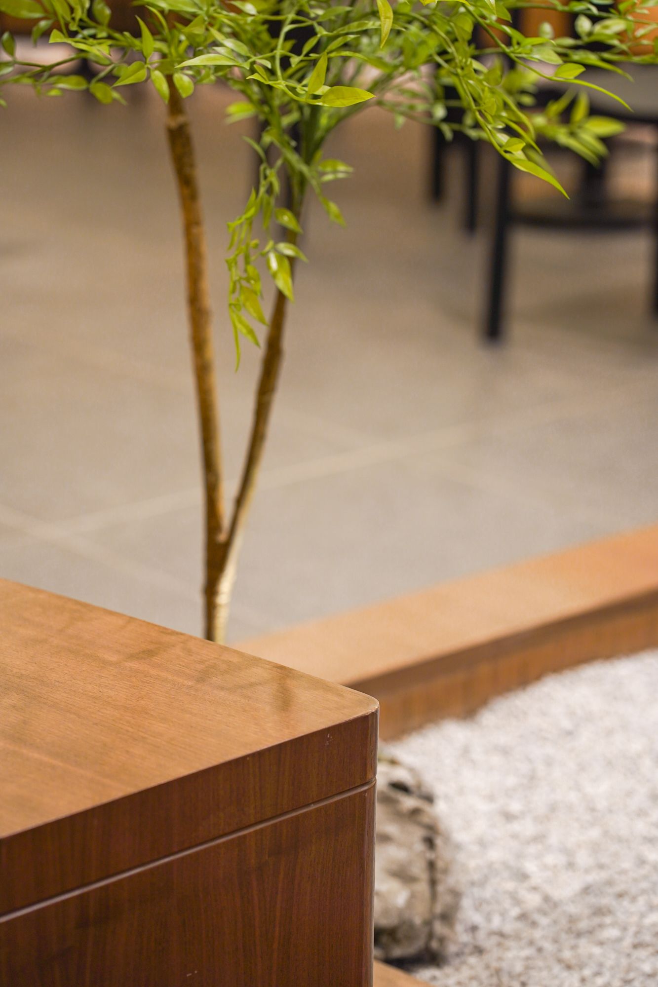 Tera the wai Pancake house plants green close up