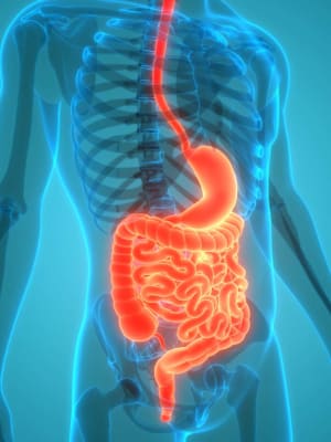 intestino-descrizione-organi