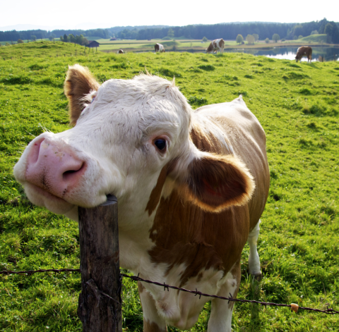 Friendly cow in a green field