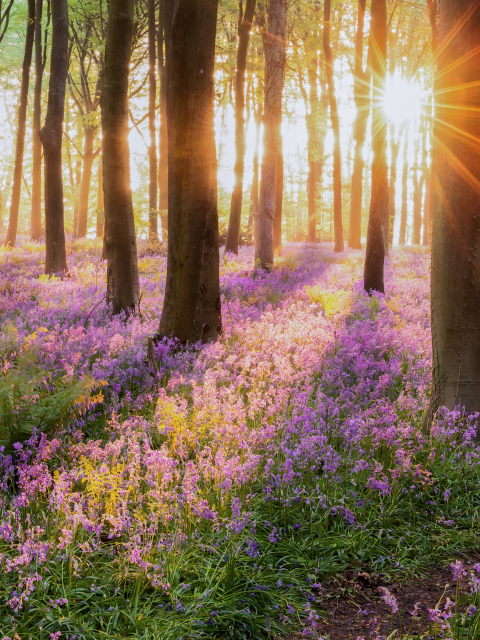 Sunlight streaming through trees with purple flowers on the ground