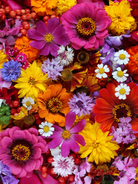 A variety of colourful flowers