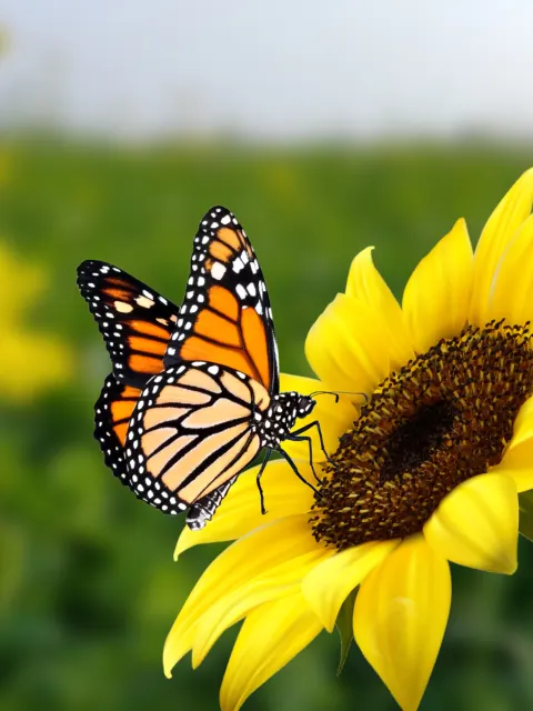 butterfly on sunflower