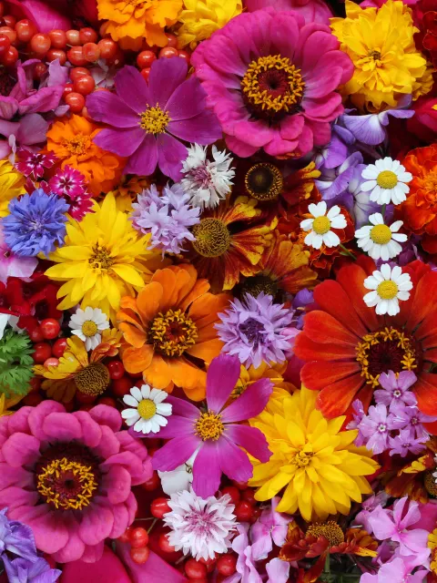 Kleurrijke flora, bloemen die de darmflora symboliseert.