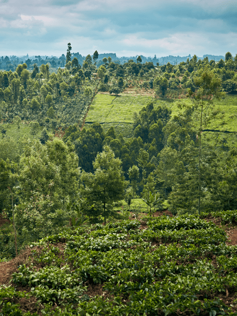 Landschaft in Kenya