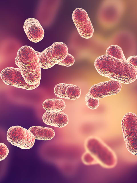 lactobacilli-microbiota-intestinale