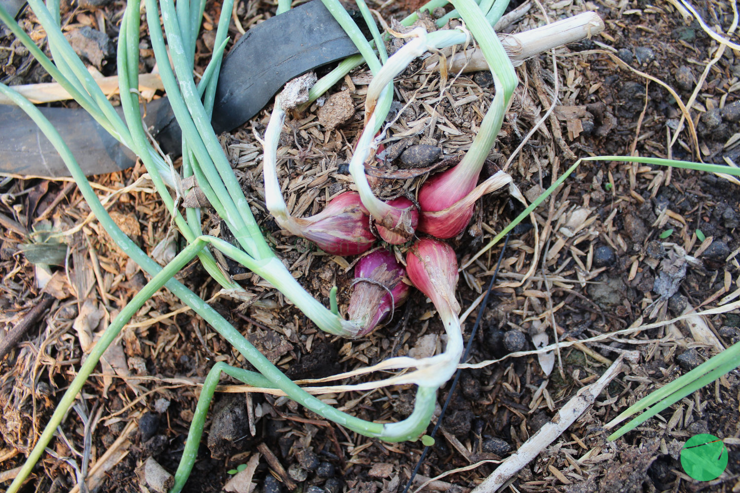 tanaman bawang merah