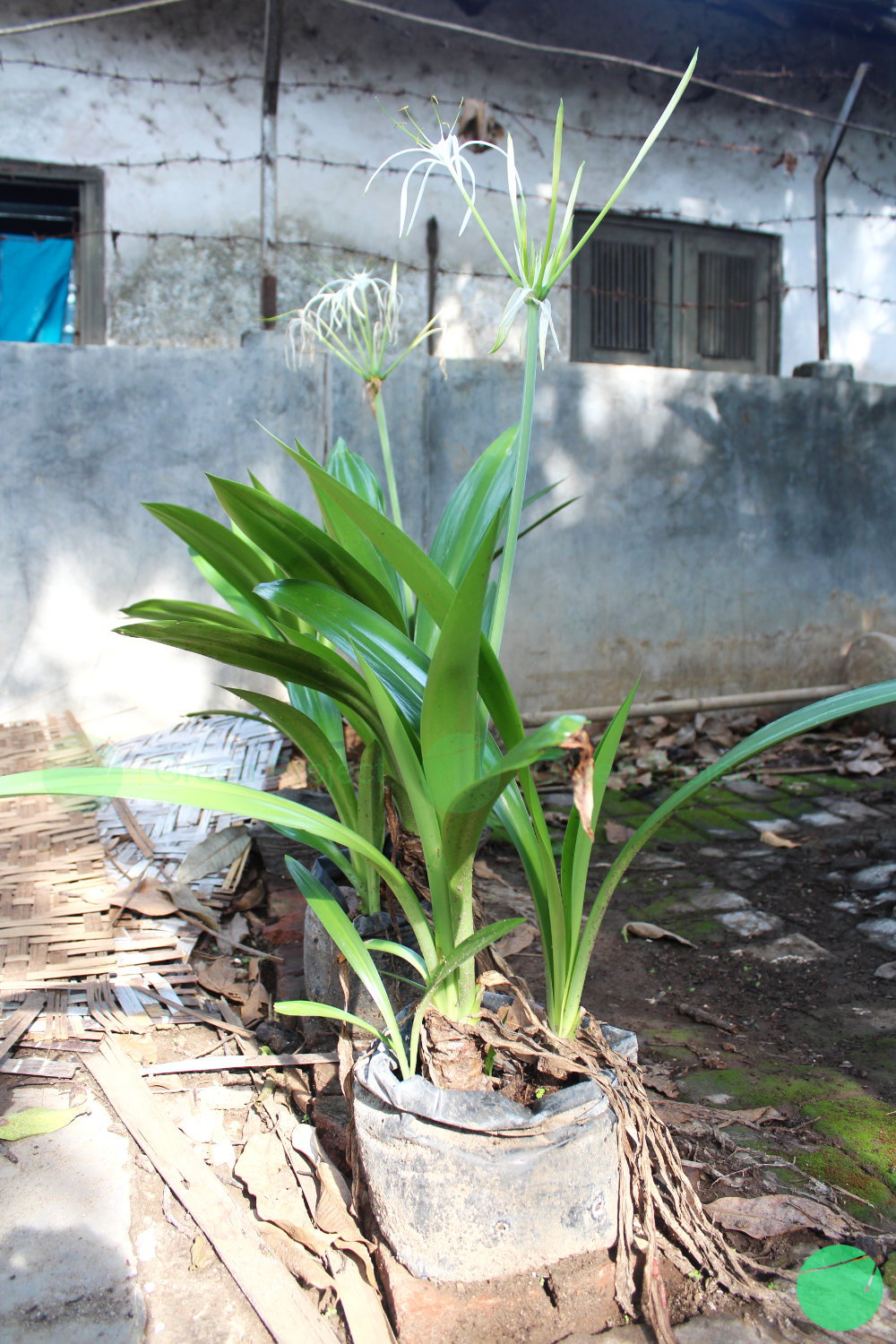 bunga bakung