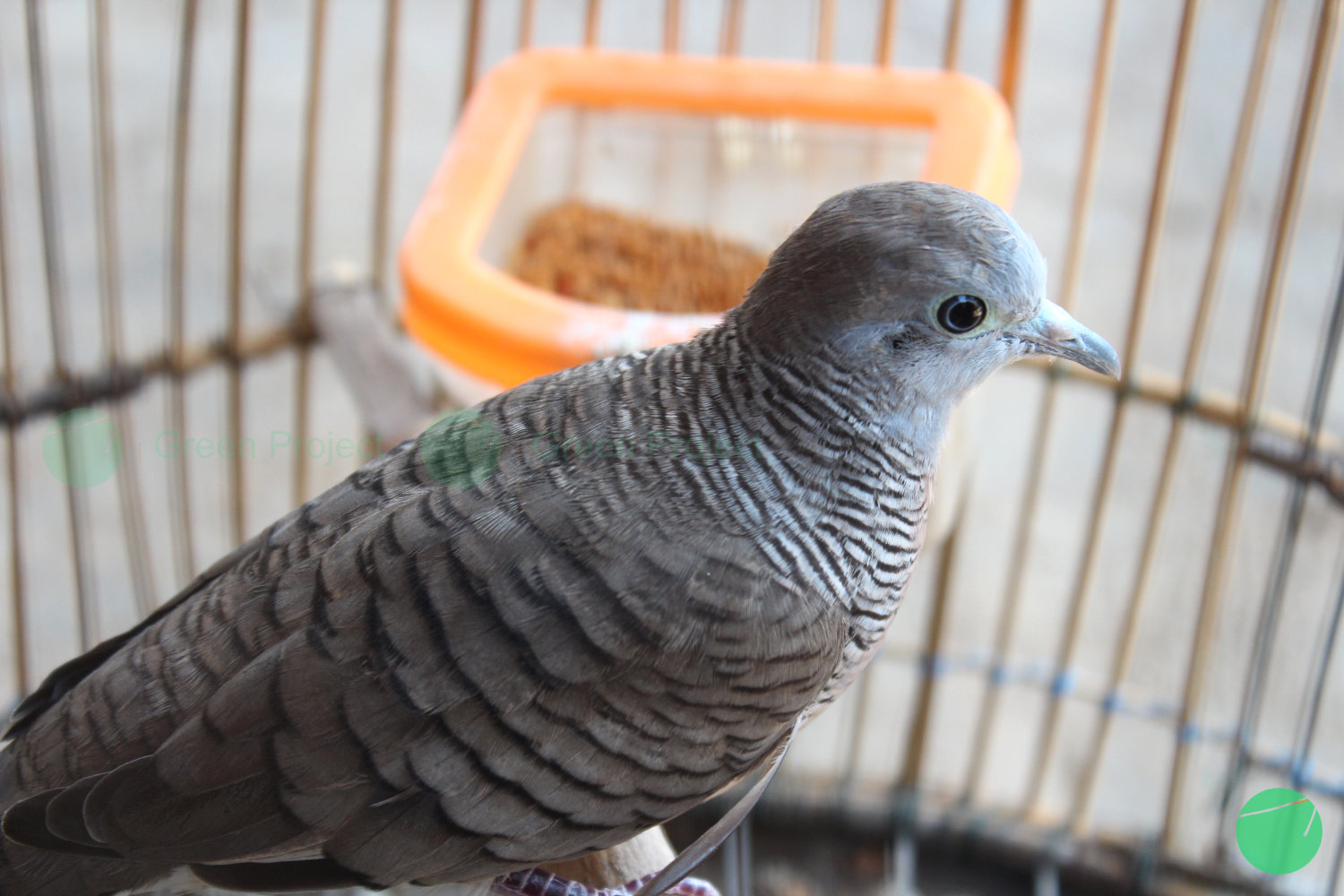 karakteristik burung perkutut