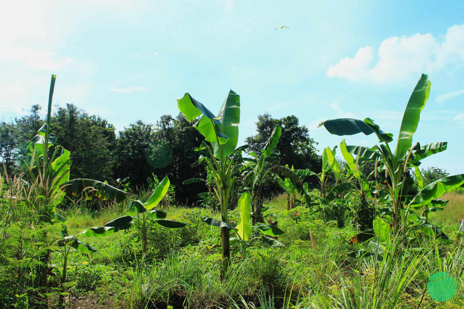 kebun pohon pisangg