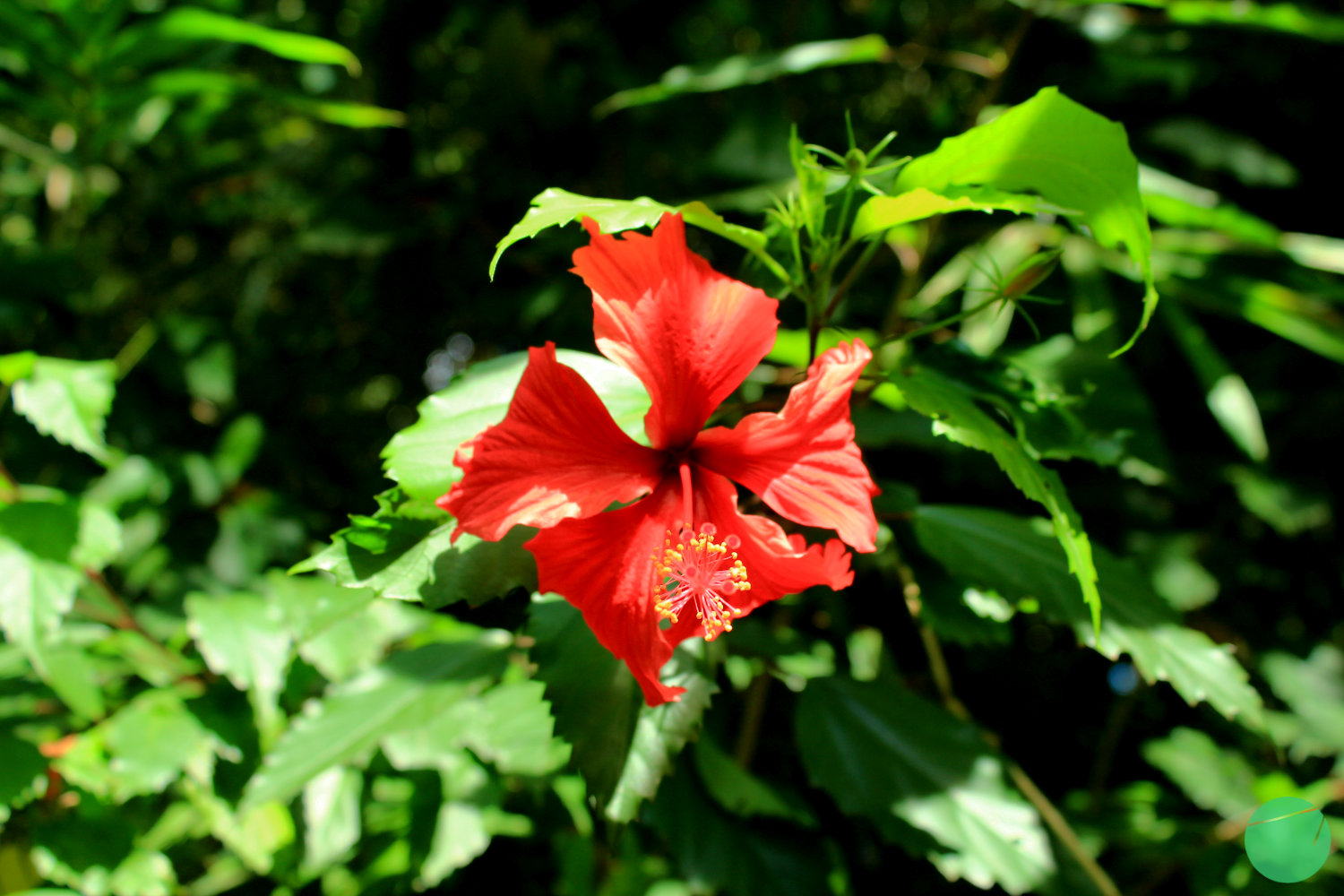 Kembang Sepatu 'Naga Merah'