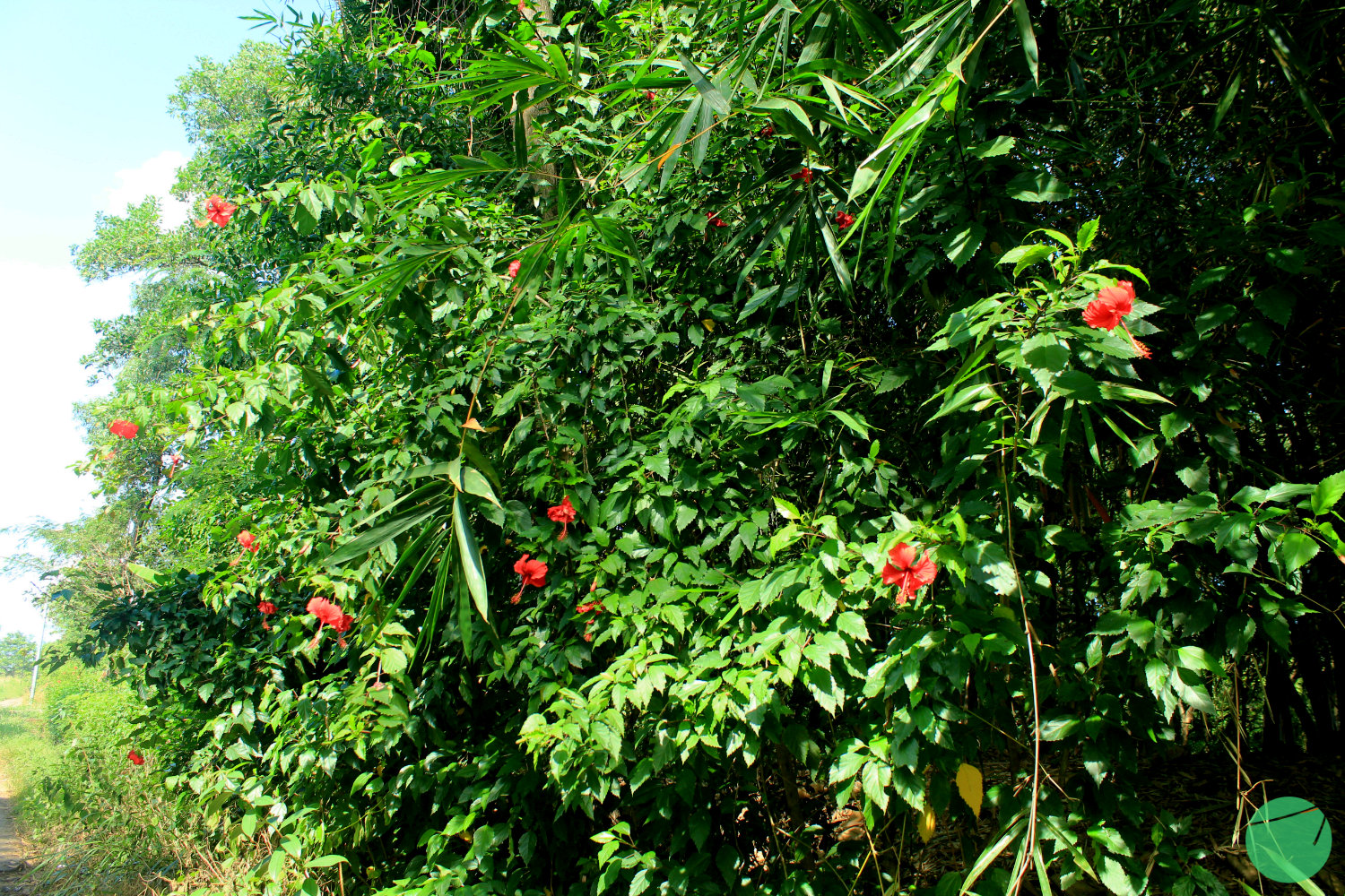 Kembang Sepatu 'Naga Merah'