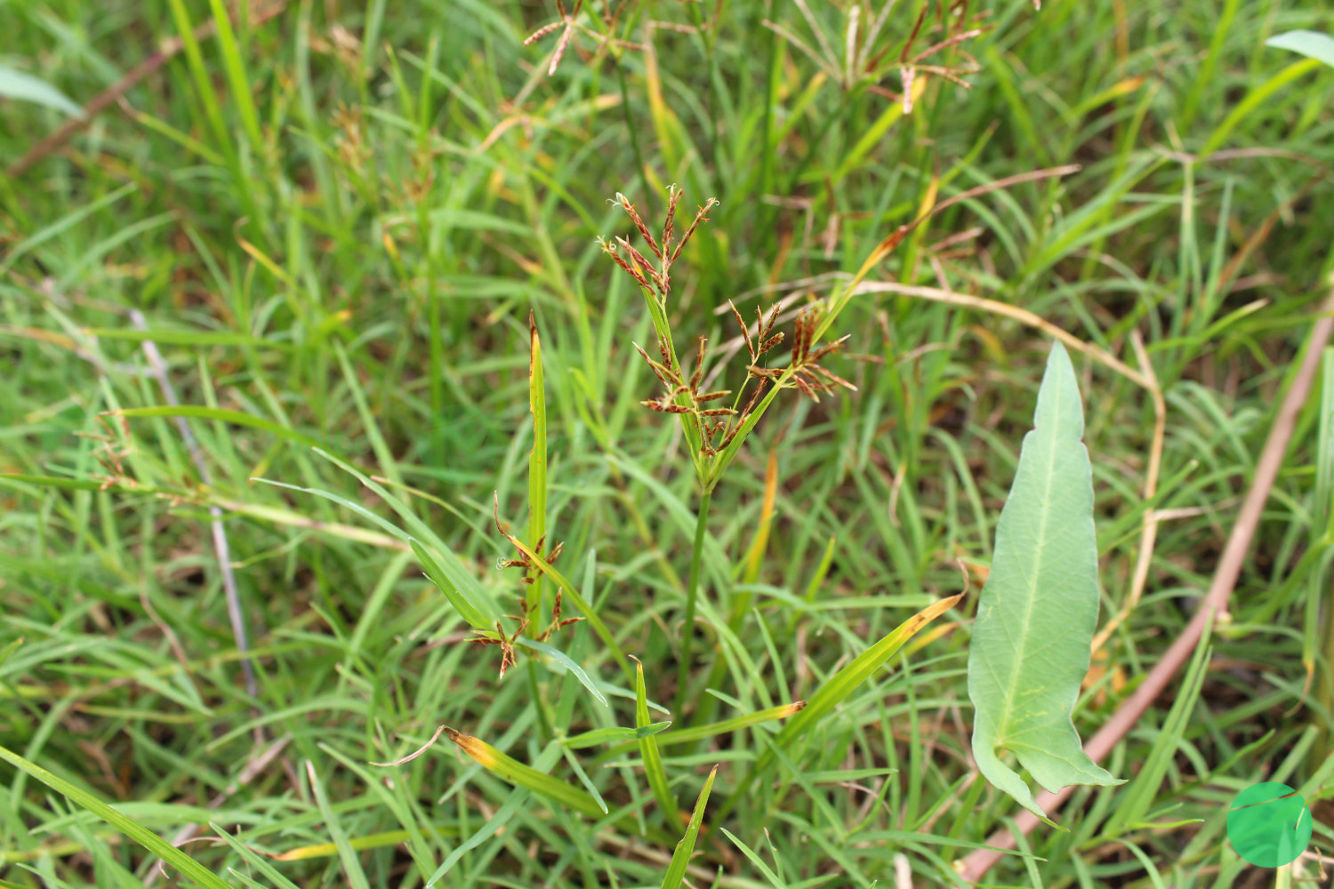 teki ladang
