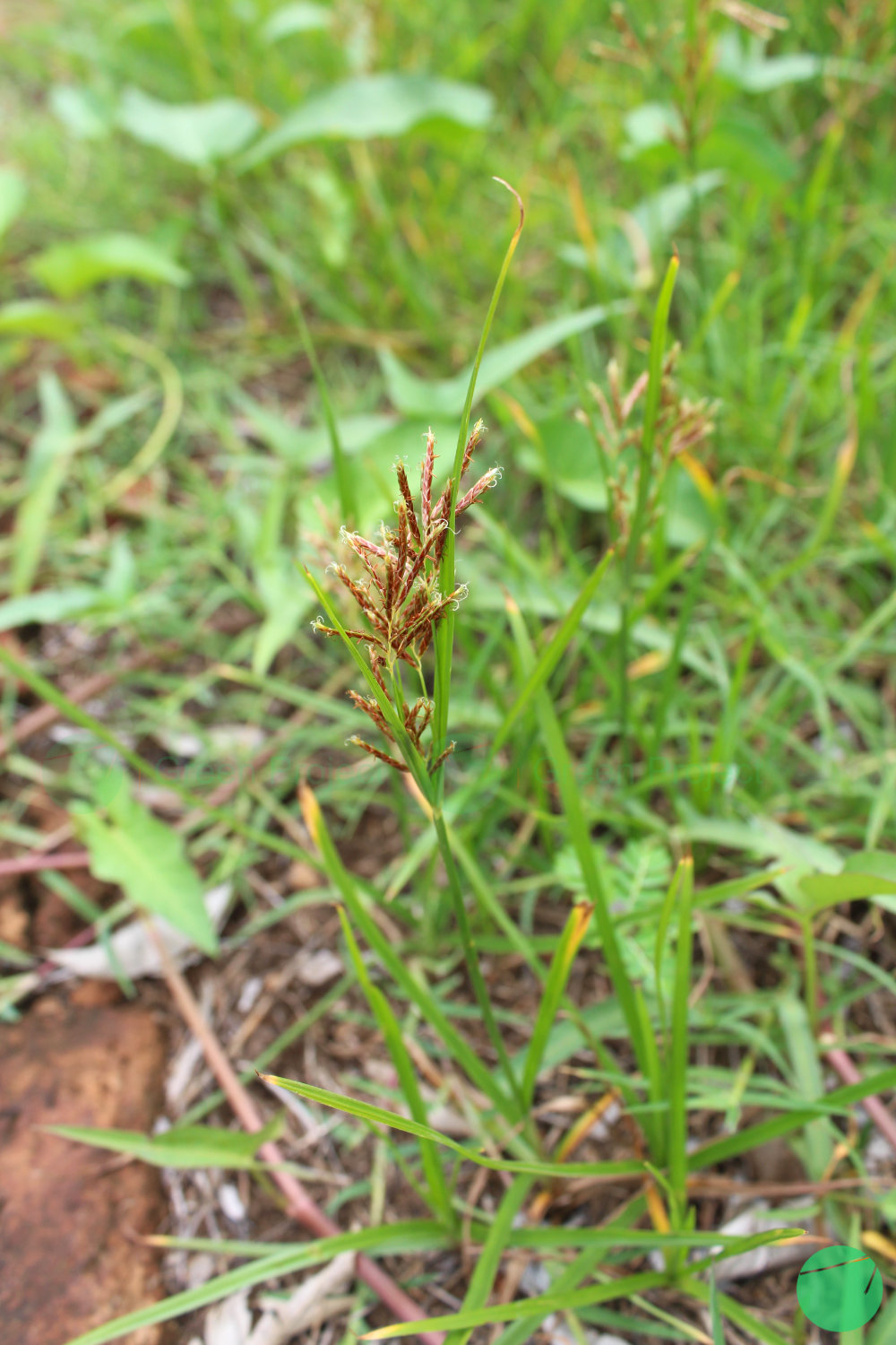 teki ladang