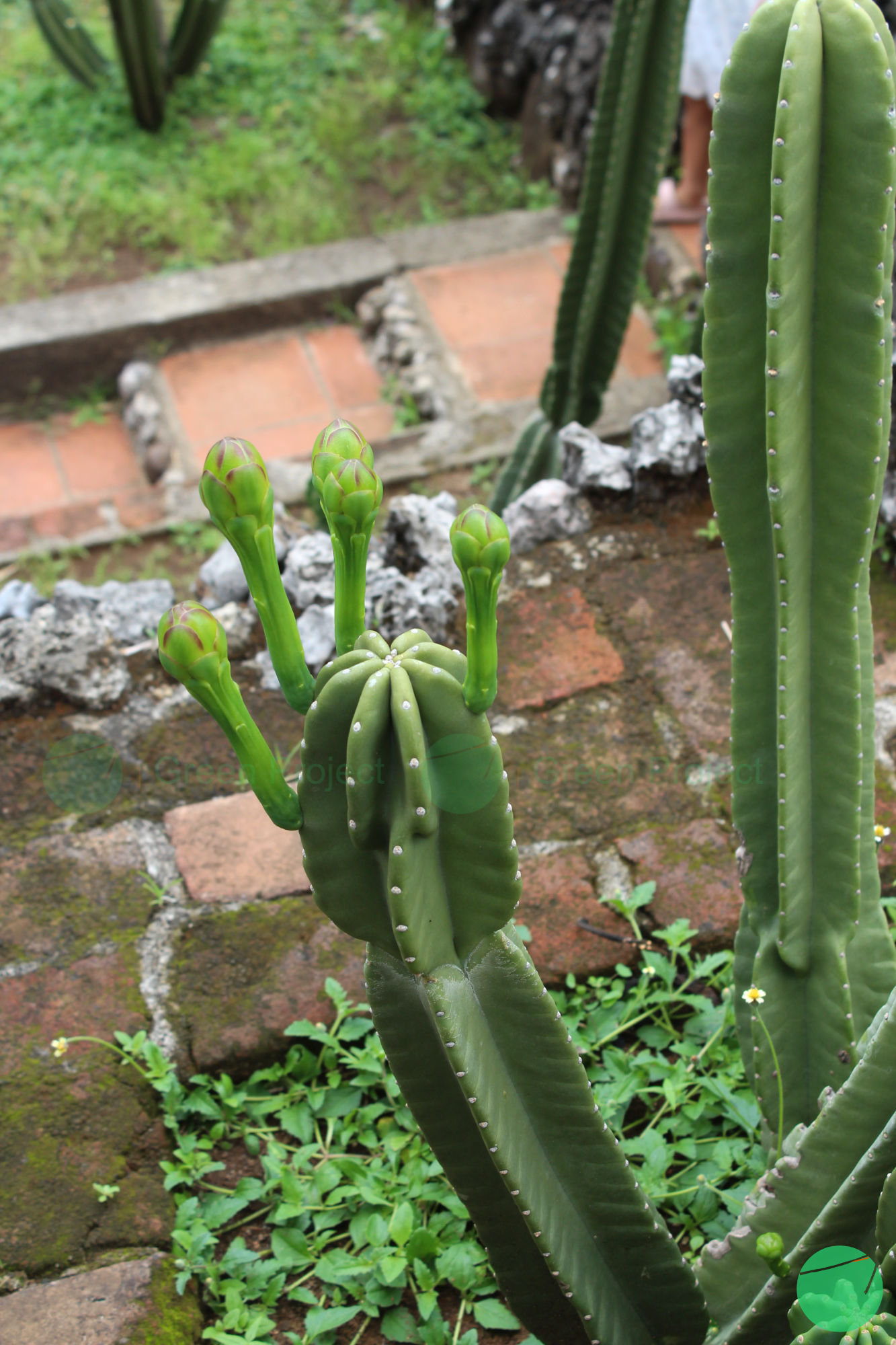 kaktus san pedro