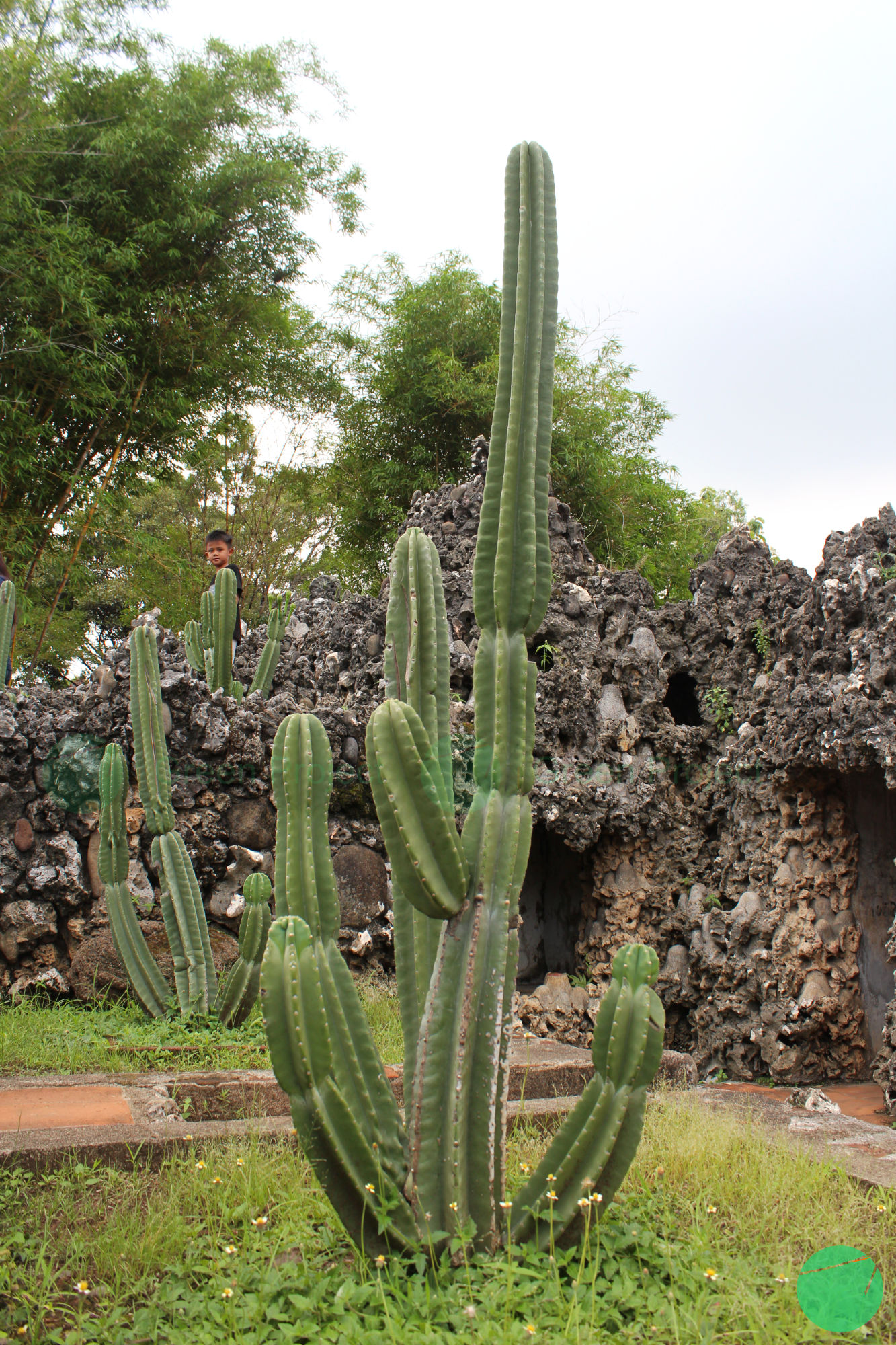 kaktus san pedro