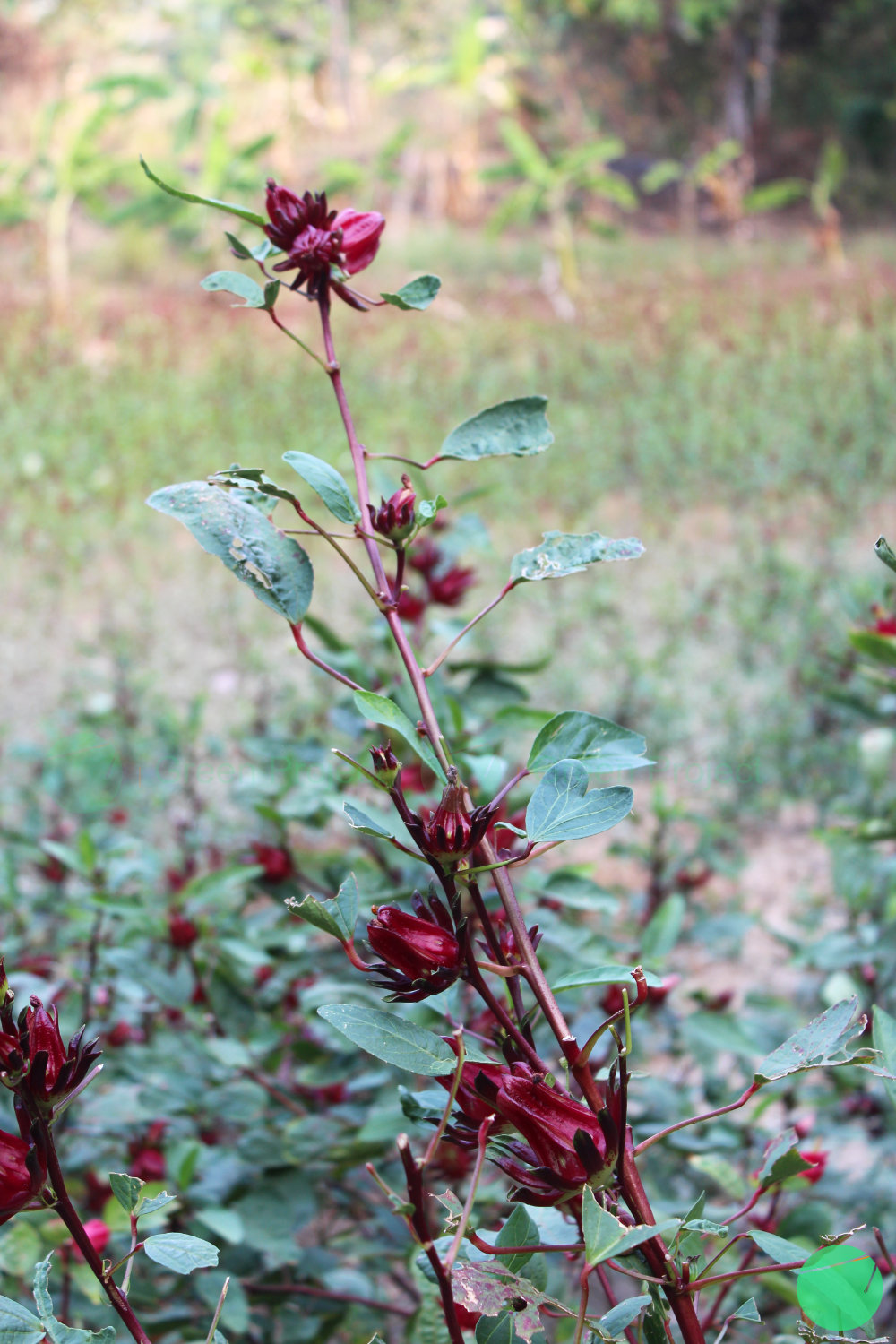 rosella