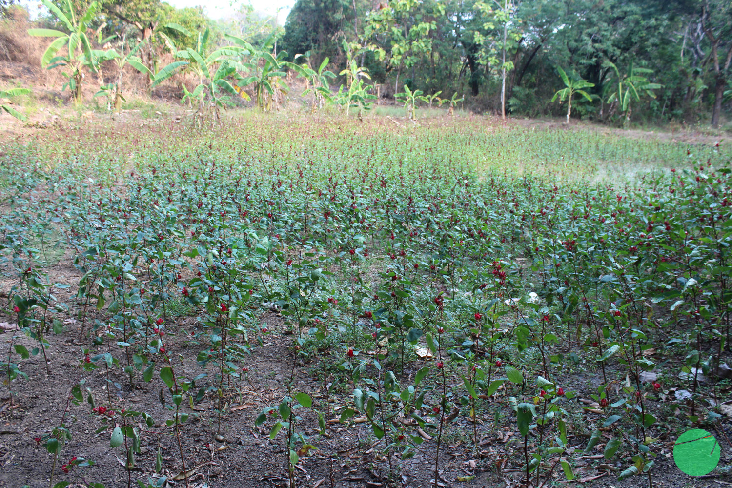 budidaya rosella di cirebon