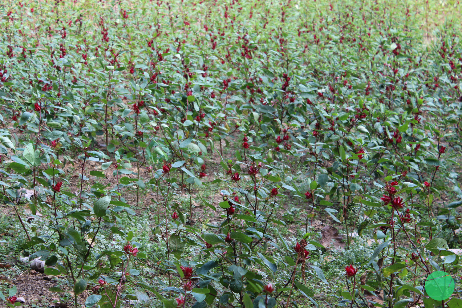 ladang rosella di cirebon