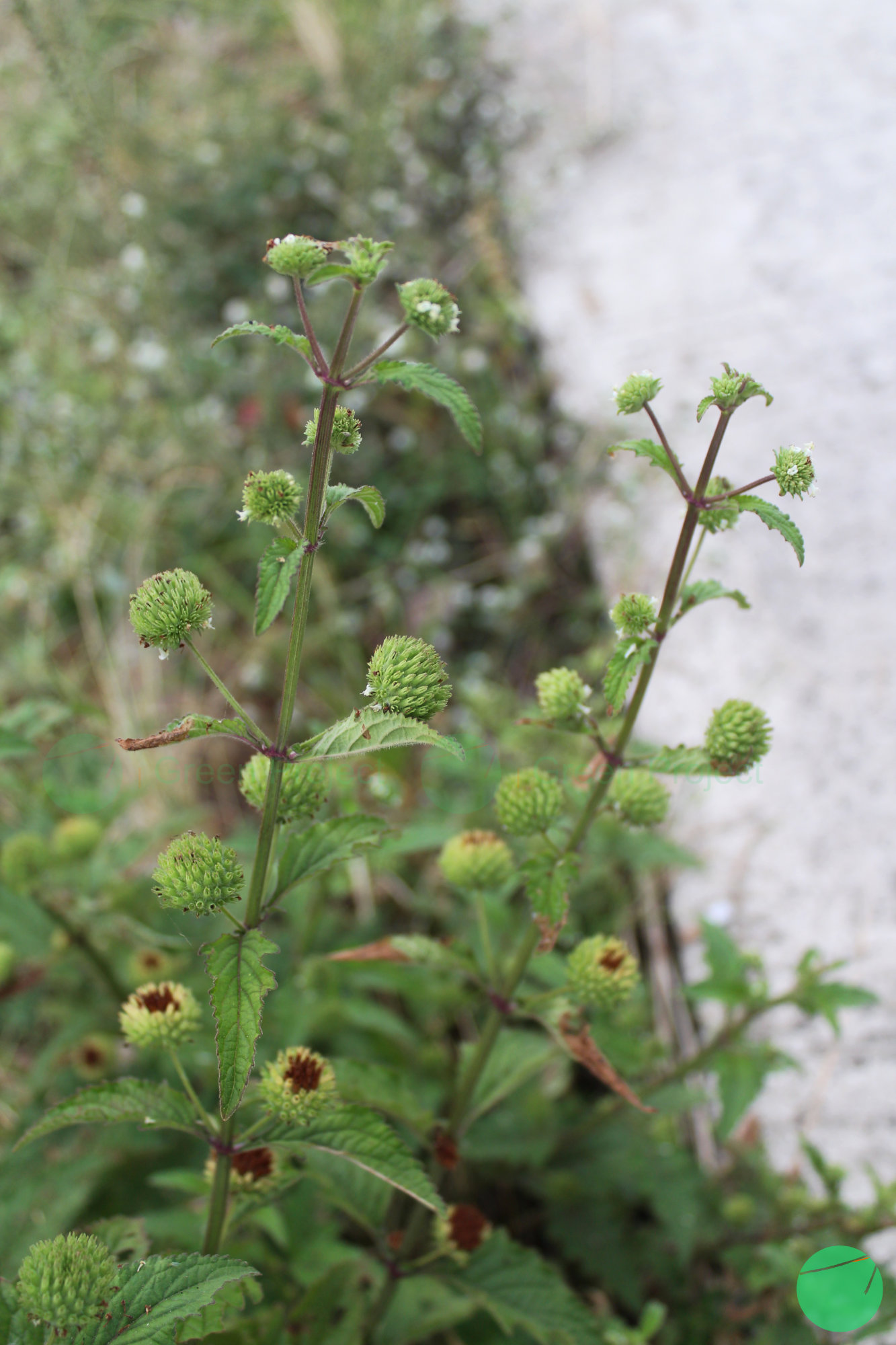 rumput knop