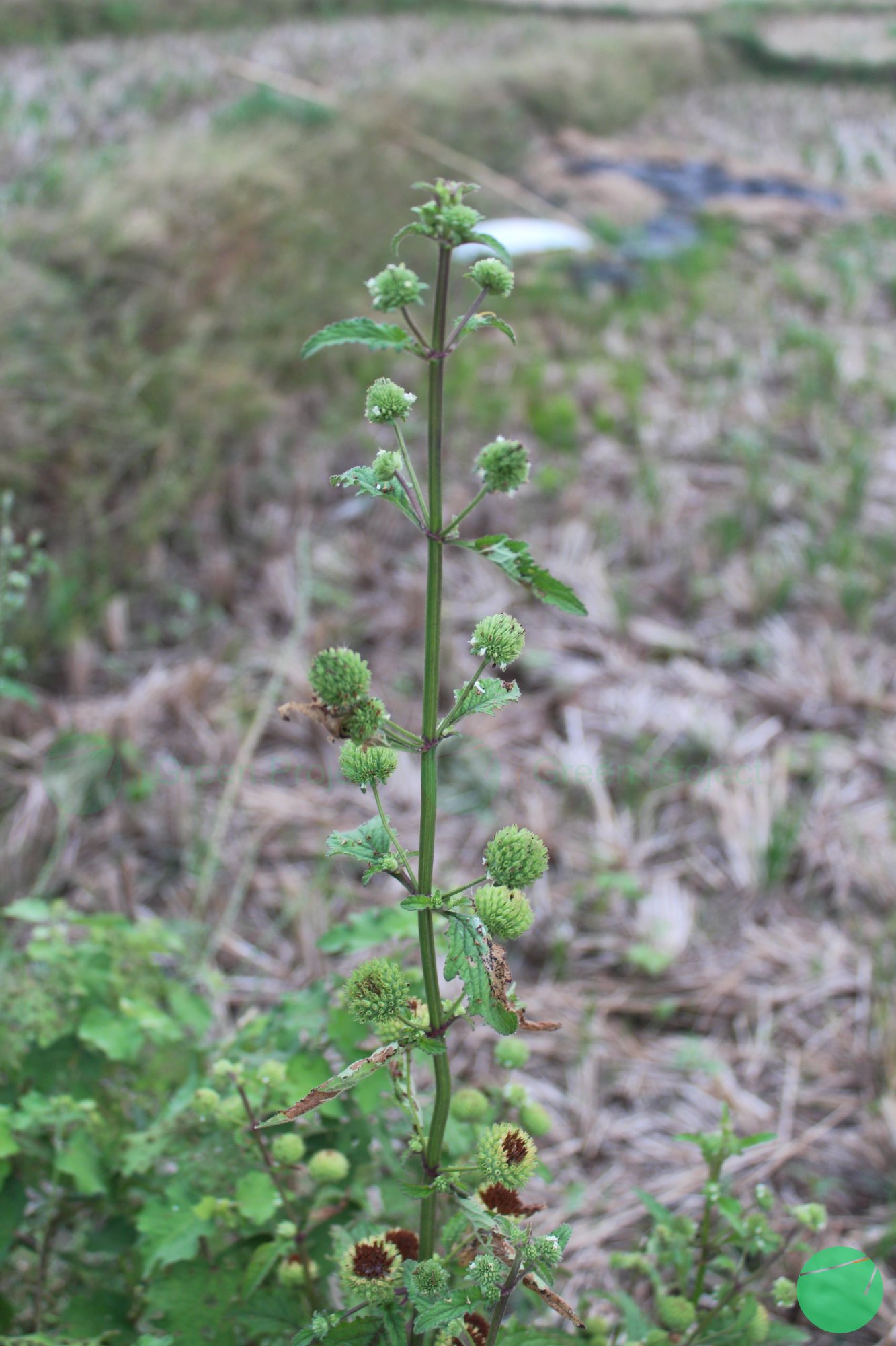 rumput knop