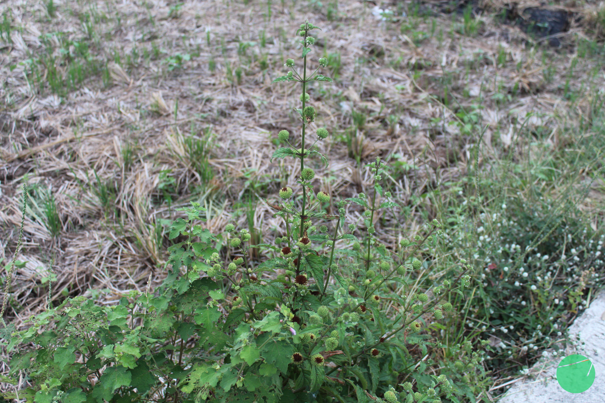 rumput knop