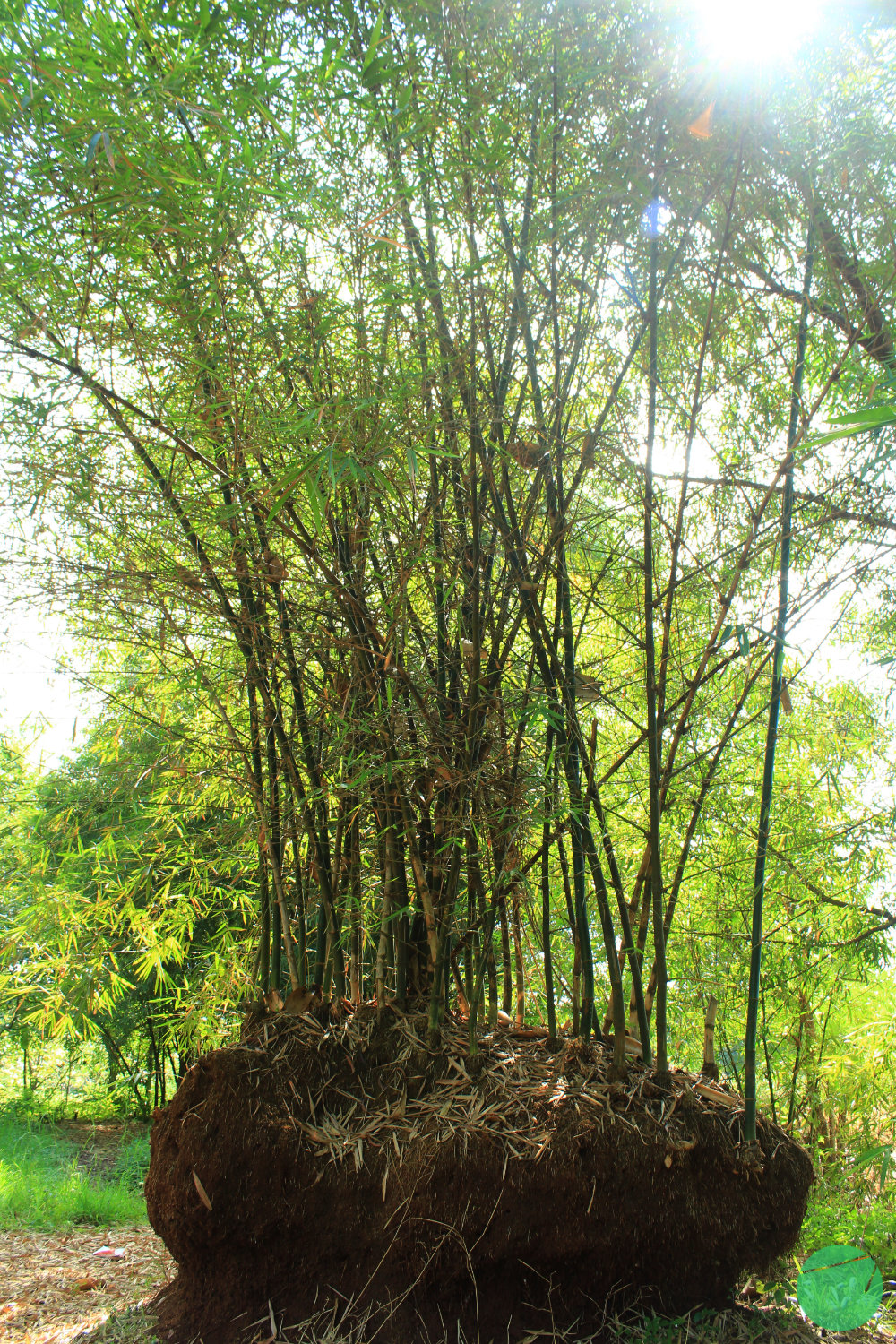 Bambu atau Bambusa