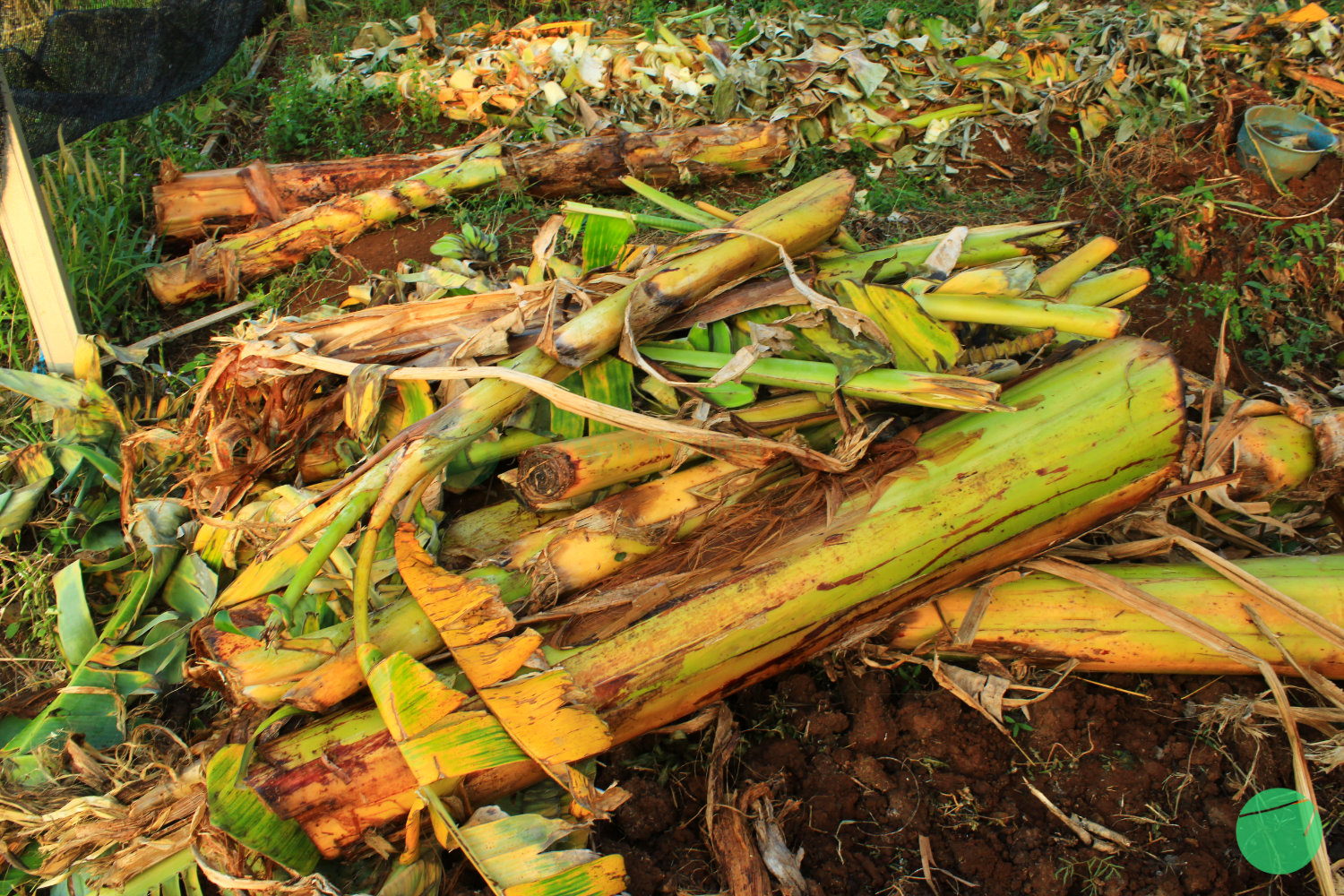 Pupuk Organik Batang Pisang