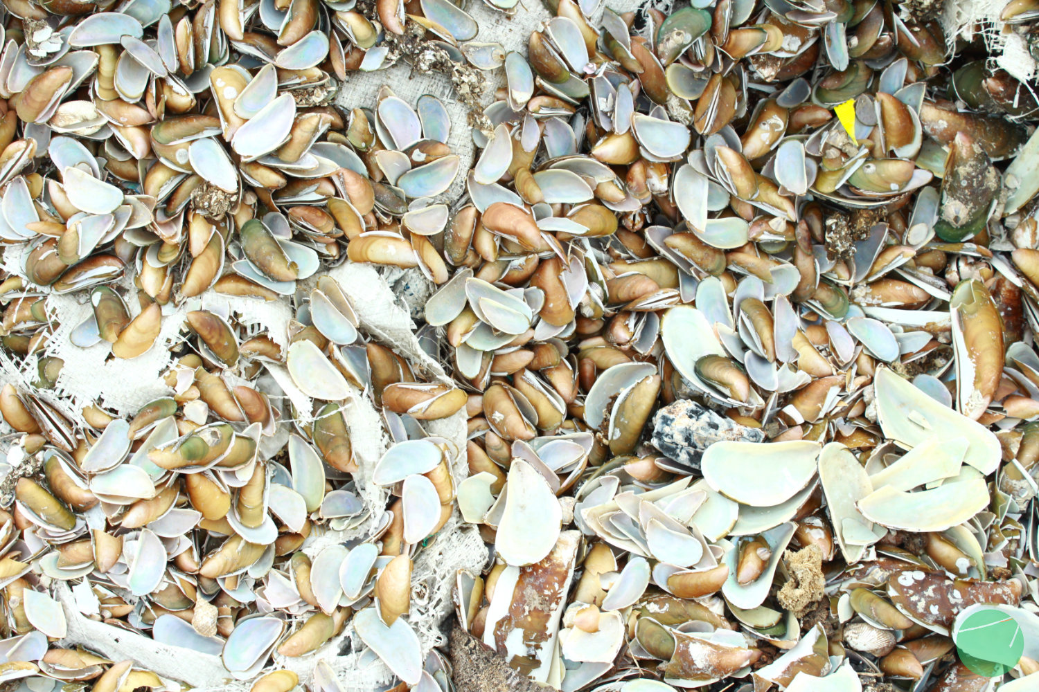 pupuk organik kulit kerang