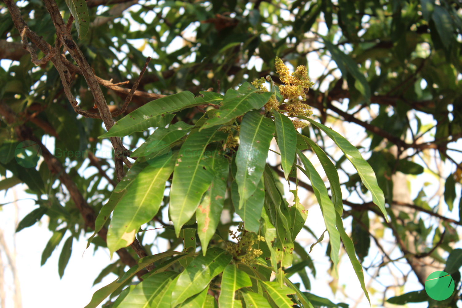 daun mangga