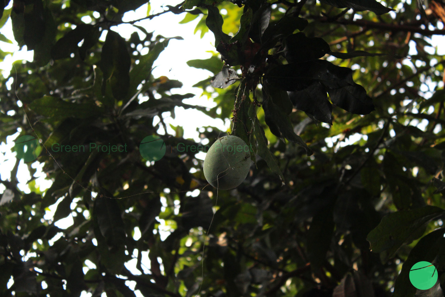 mangga tanaman anti oksidan