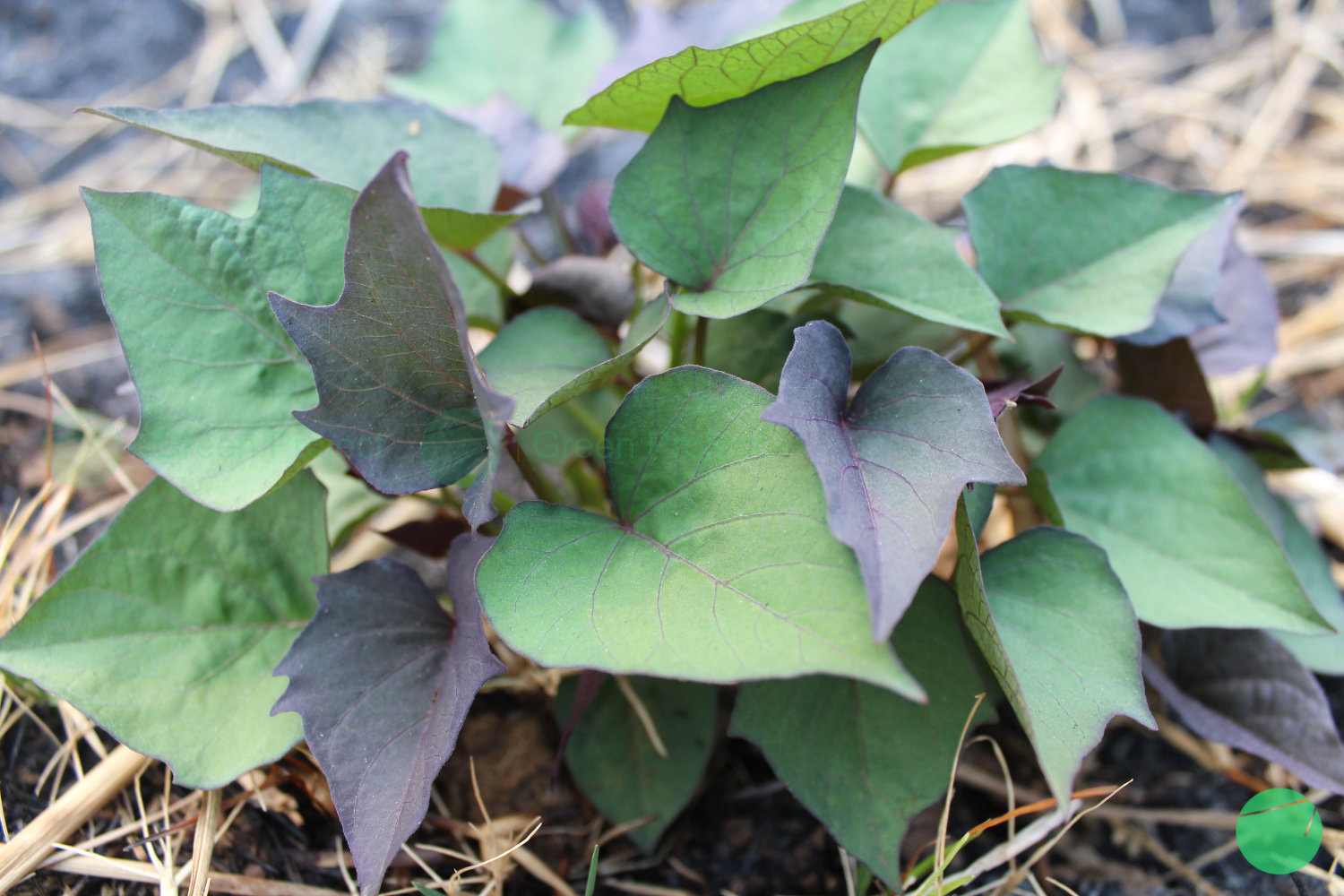daun ubi jalar