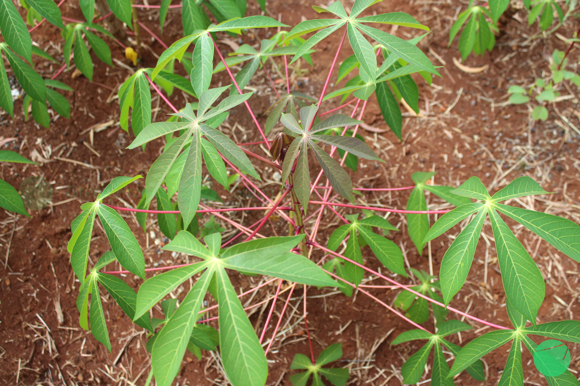 daun singkong