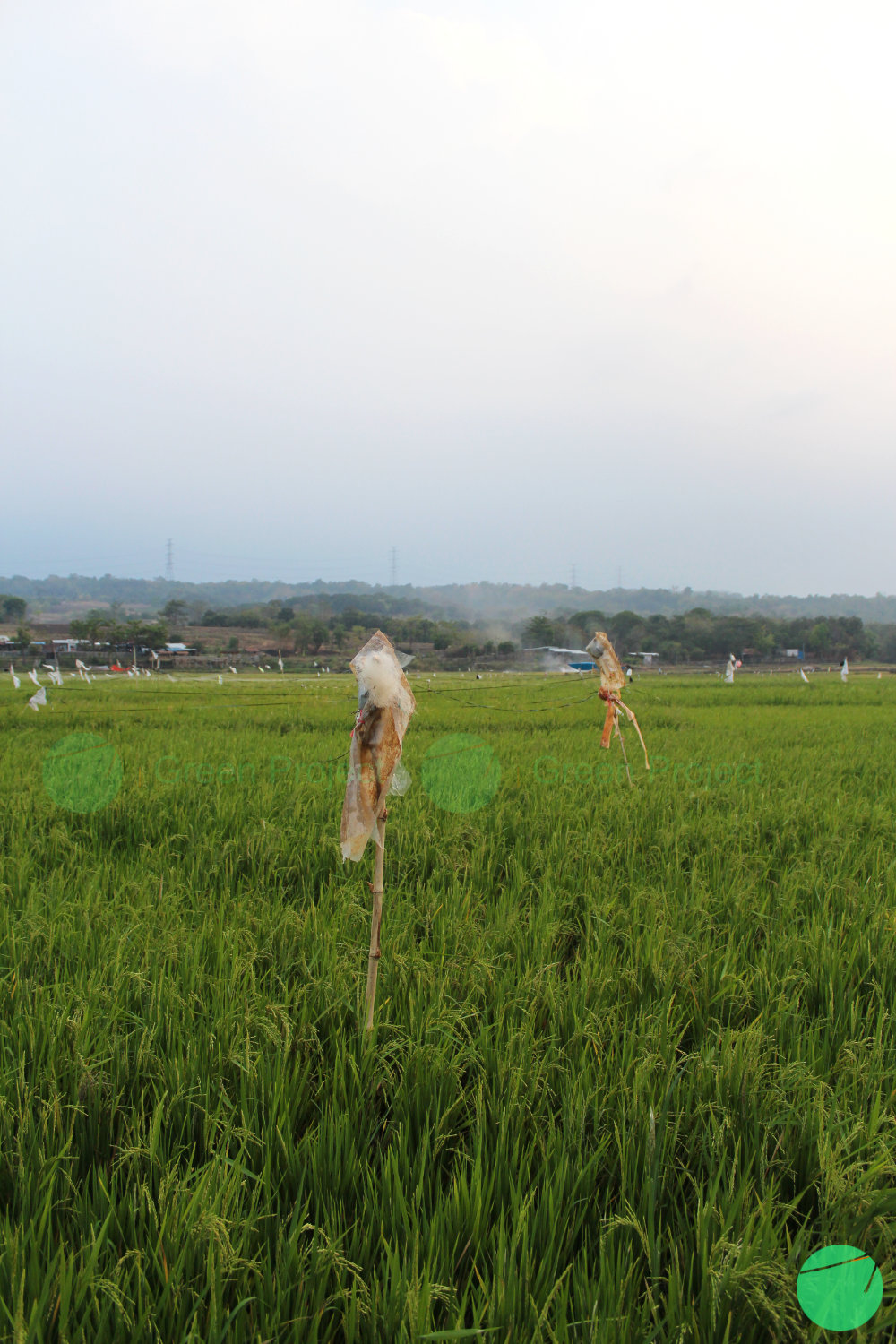 budidaya padi di cirebon