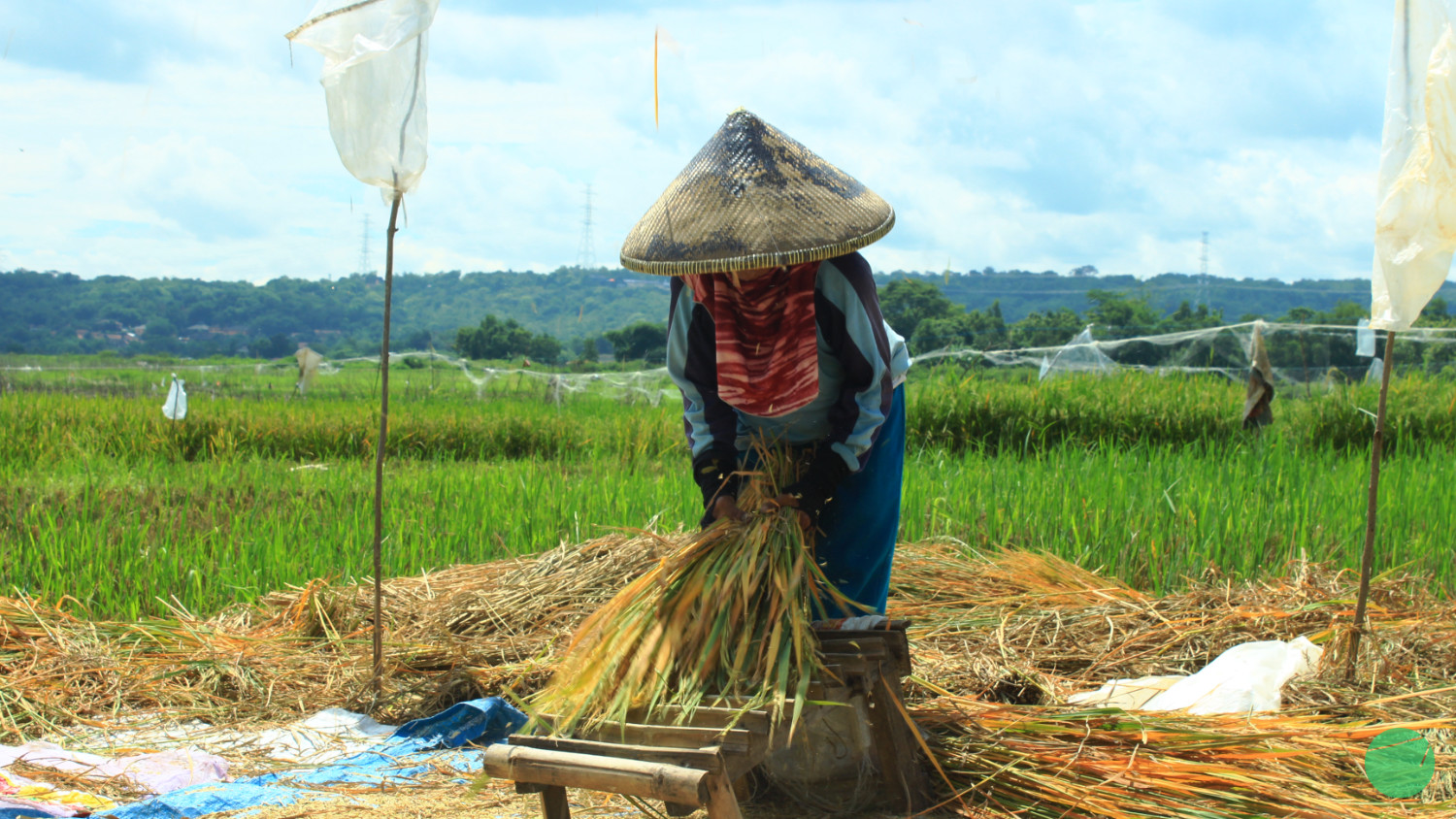 petani di danau setu patok