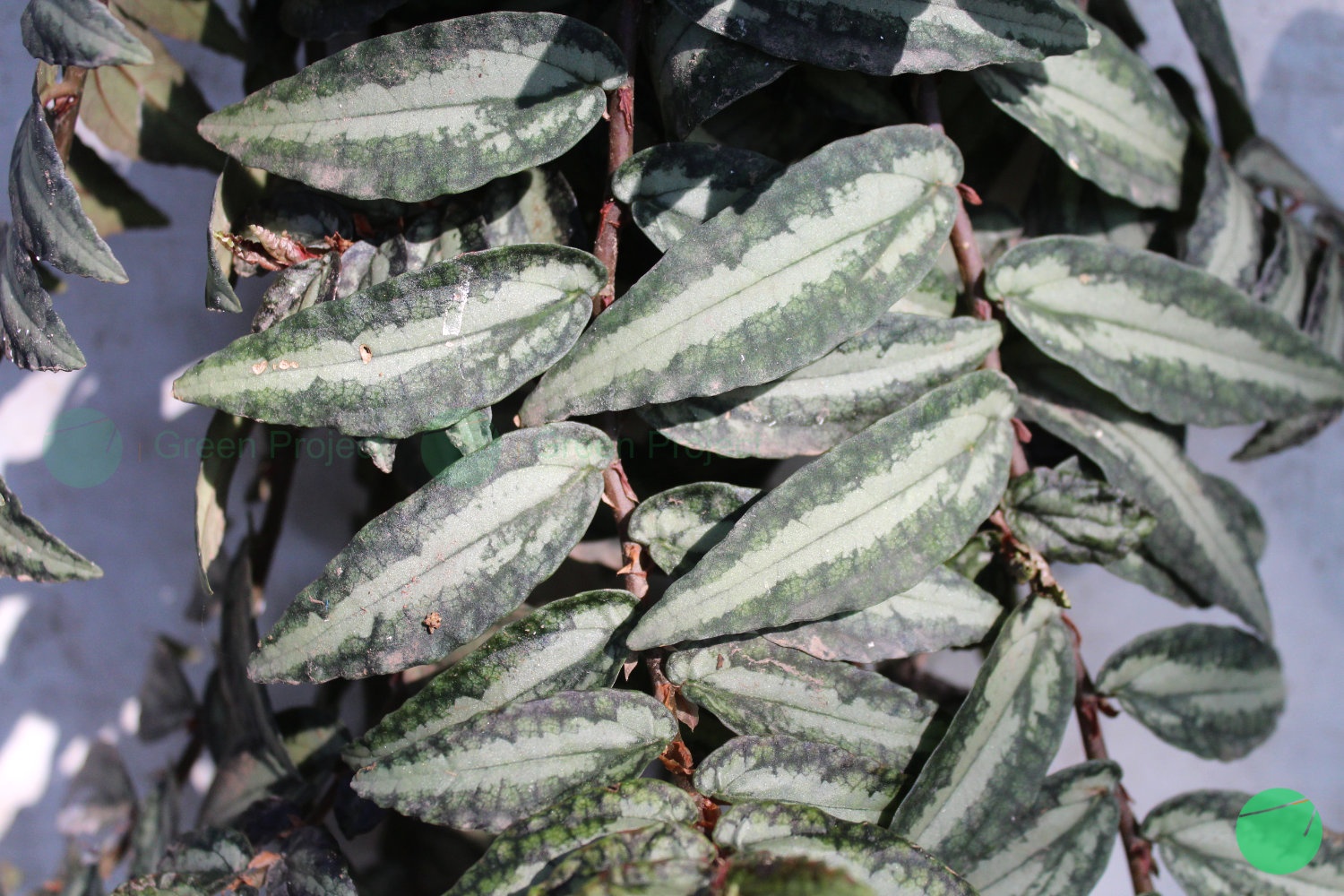 begonia semangka